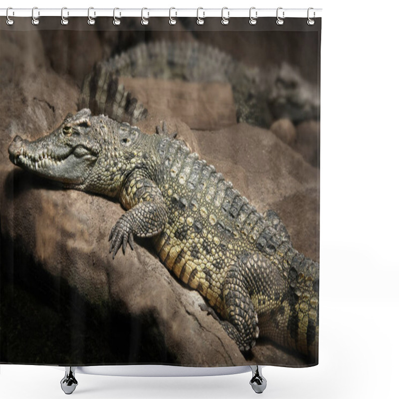 Personality  Crocodile In A Zoo Shower Curtains