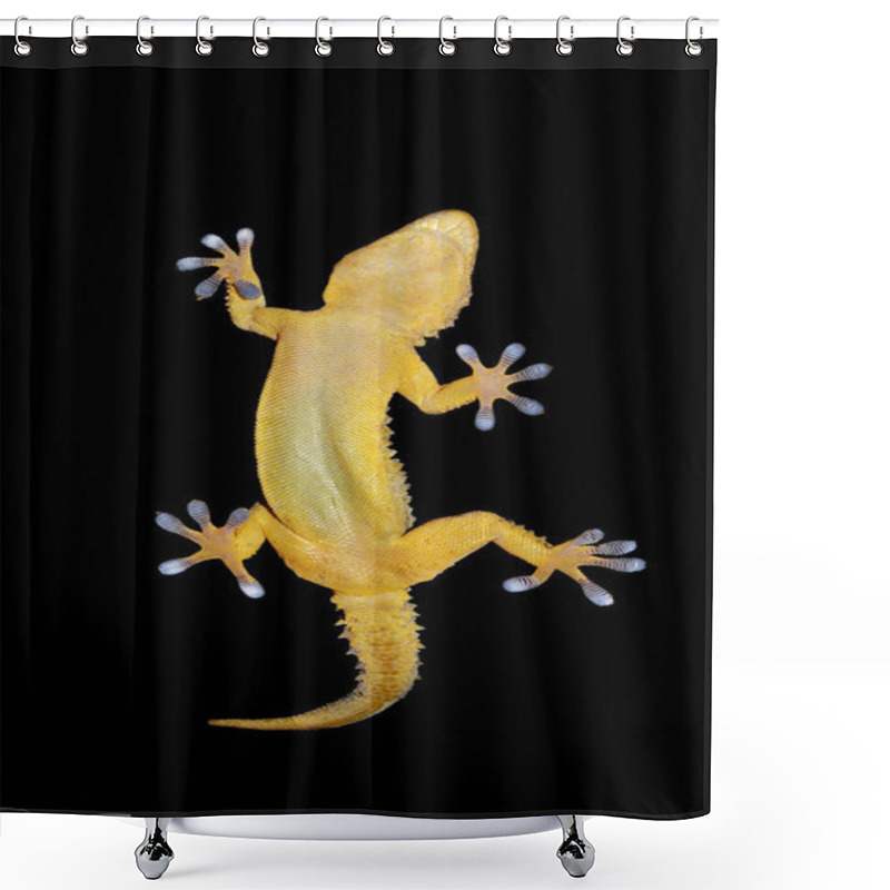 Personality  Gecko On Black Background Shower Curtains