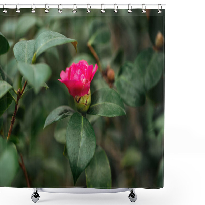 Personality  Close Up View Of Pink Flower And Green Leaves On Rose Bush Shower Curtains