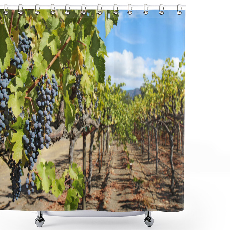 Personality  Grapes On The Vine In The Napa Valley Of California Shower Curtains