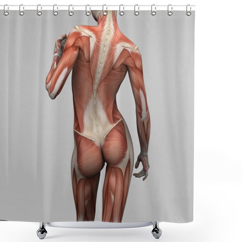 Personality  Female Human Anatomy And Muscles Shower Curtains