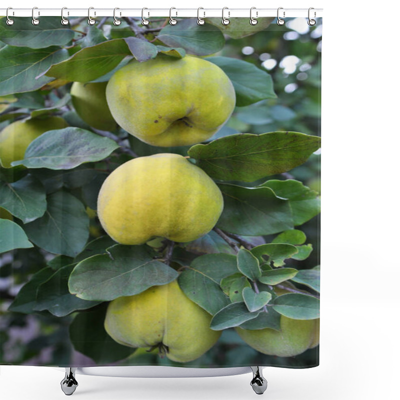 Personality  Quince (Cydonia Oblonga) Fruits Ripen On The Branch Of The Bush Shower Curtains