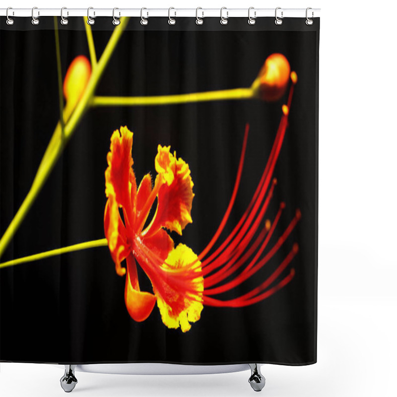 Personality  Caesalpinia Known As Peacock Flower, Barbados Flower Fence, Flower Fence, Jambol Merak, Cana, Barbados Pride, Red Bird Of Paradise, Paradise Flower, Flamboyant Tree, Gold Mohur, Pride Of Barbados, Jambul Merak Shower Curtains