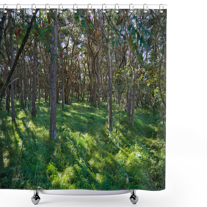 Personality  Forest On The Skerry Island Of Roeroe Shower Curtains