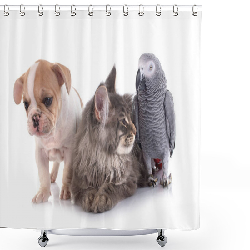 Personality  Maine Coon Kittenn Parrot And French Bulldog In Front Of White Background Shower Curtains