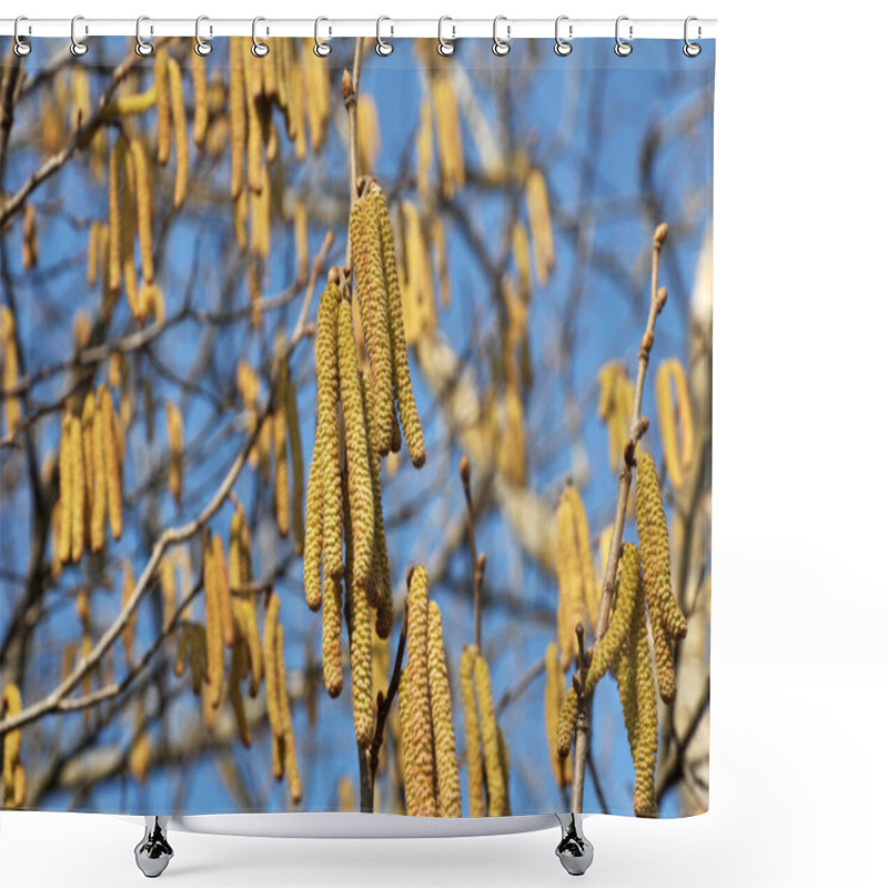 Personality  Common Hazel (Corylus Avellana) In The Spring Blooms In The Forest Shower Curtains