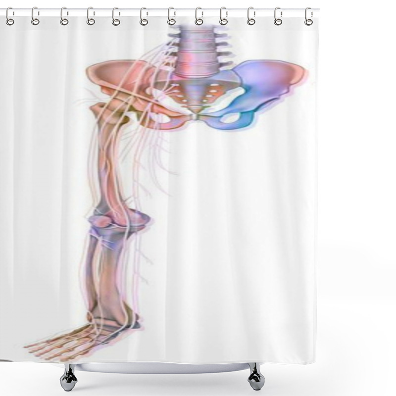 Personality  Anatomy Of The Nerves Of The Lower Limb (leg). Shower Curtains