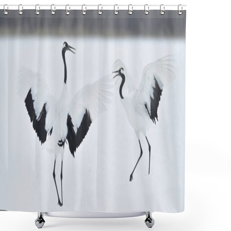 Personality  Dancing Cranes. The Ritual Marriage Dance Of Cranes. The Red-crowned Cranes. Scientific Name: Grus Japonensis, Also Called The Japanese Crane Or Manchurian Crane, Is A Large East Asian Crane. Shower Curtains