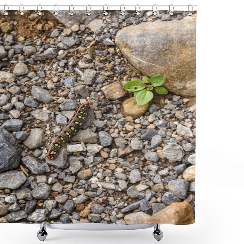 Personality  Spurge Hawk-moth Caterpillar: Colourful And Toxic Crossing A Pathway In The Mountains Shower Curtains