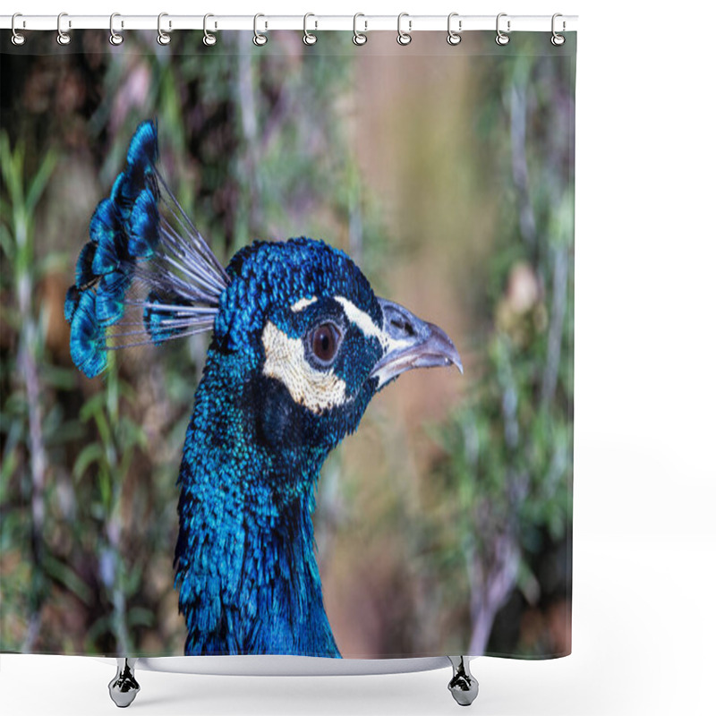 Personality  The Indian Peafowl, A Vibrant Omnivore, Eats Grains, Seeds, And Insects. Photographed In Lush Gardens. Shower Curtains