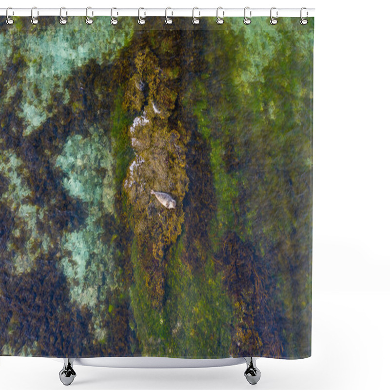 Personality  Aerial View Of A Harbor Seal Resting On Seaweed In Clear Waters Of Skotufjordur, West Iceland Shower Curtains