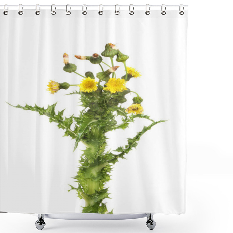 Personality  Prickly Sow-Thistle Flowers And Foliage Shower Curtains