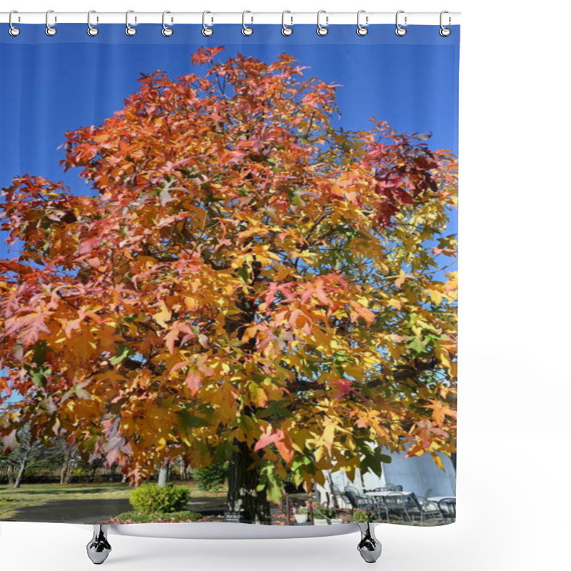 Personality  American Sweetgum ( Liquidambar Styraciflua ) Tree Autumn Leaves. Altingiaceae Deciduous Tree. Shower Curtains