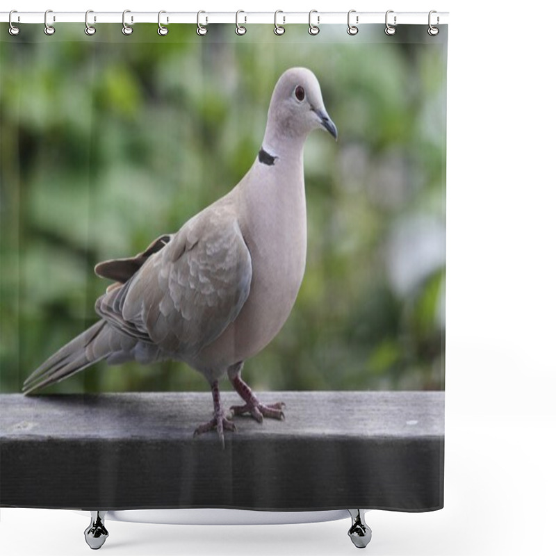 Personality  Eurasian Collared-Dove (Streptopelia Decaocto) Shower Curtains