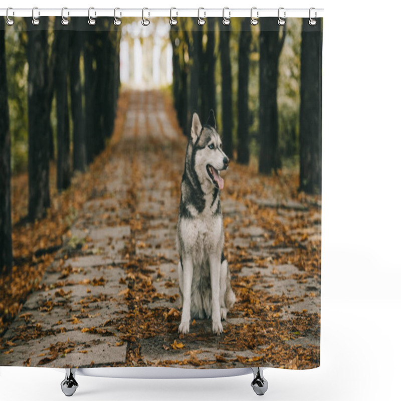 Personality  Husky Dog Sitting On Foliage In Autumn Park Shower Curtains