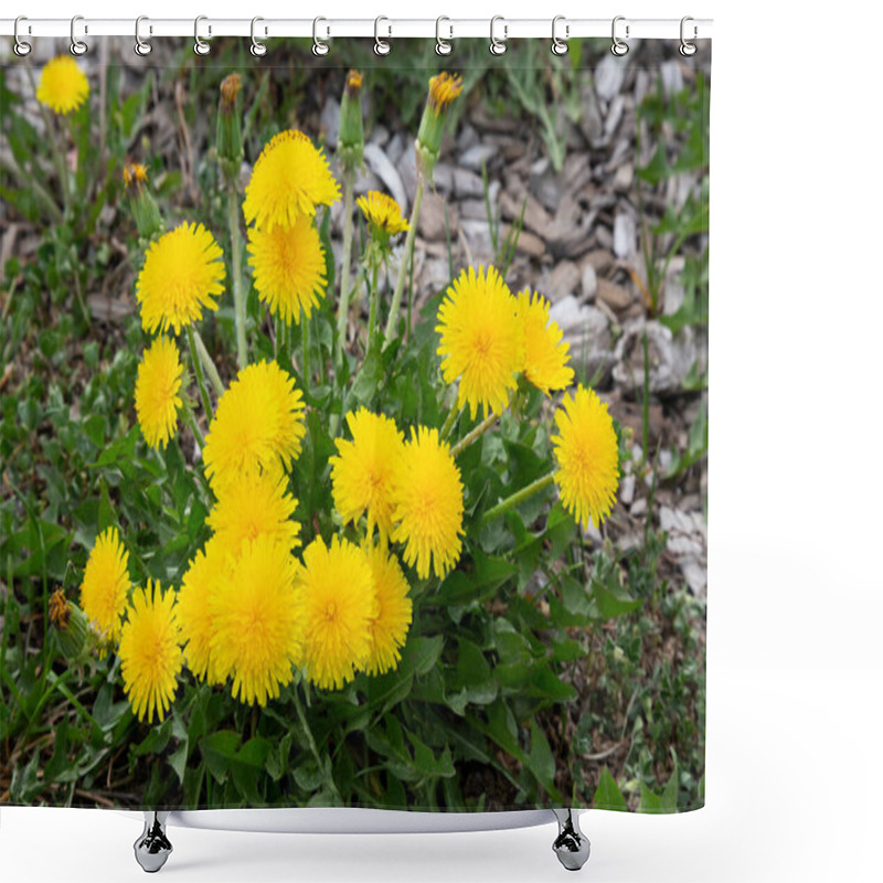 Personality  Yellow Flowers Of Dandelions In Green Backgrounds. Spring And Summer Background. Shower Curtains