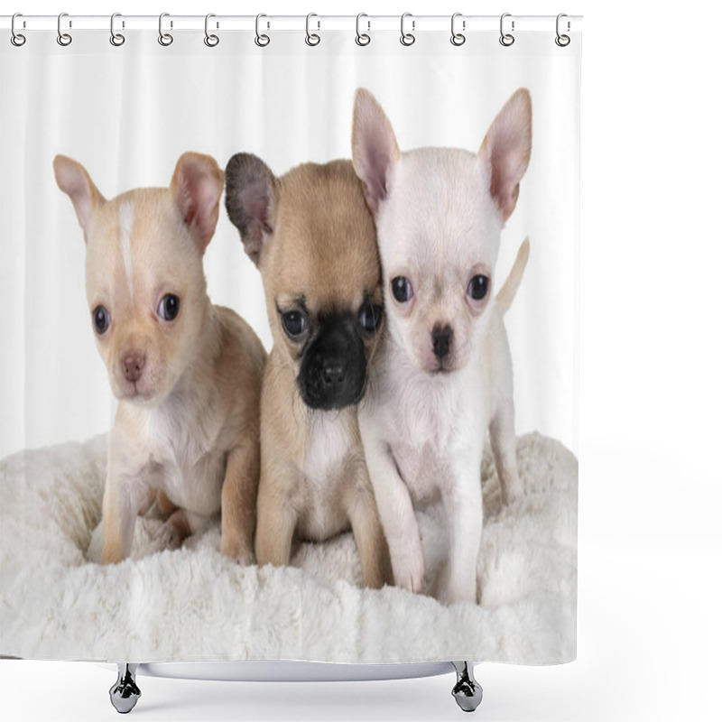 Personality  Little Chihuahuas In Front Of White Background Shower Curtains