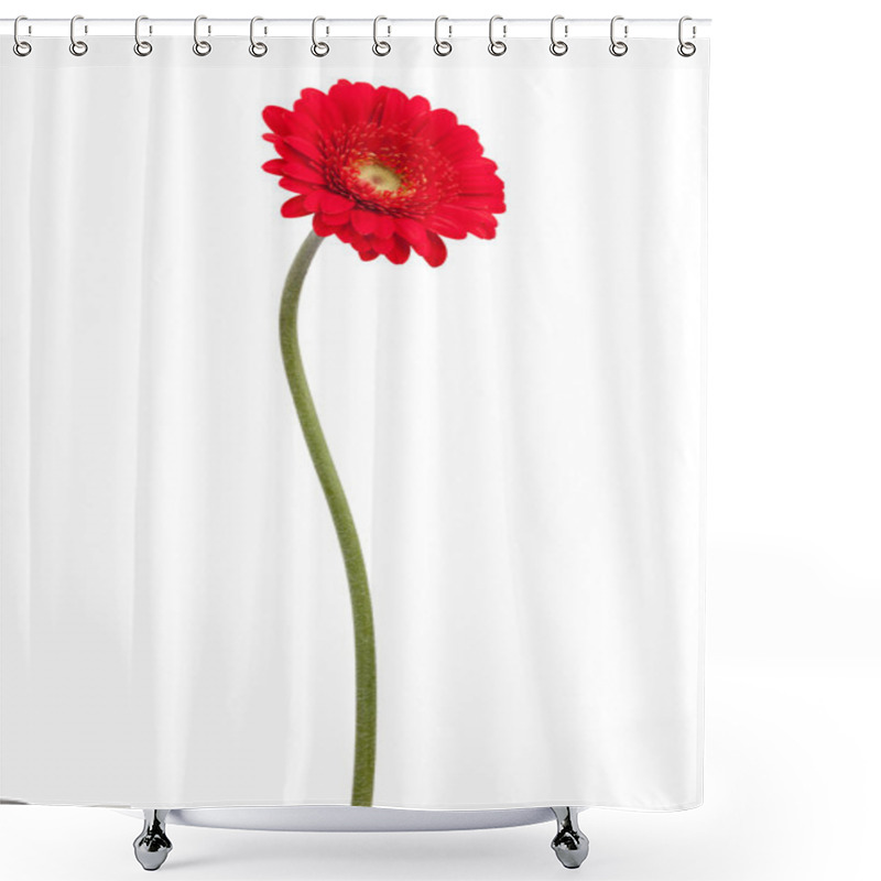 Personality  Red Gerbera On A Bent Stem Shower Curtains