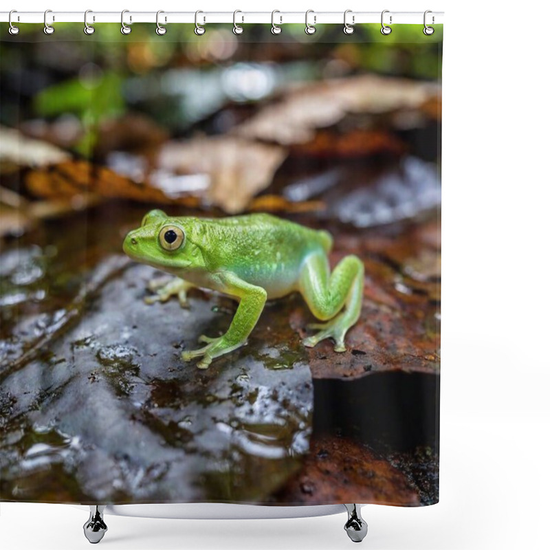 Personality  Macro Shot Of A Green Frog In A Misty Rainforest Setting Shower Curtains