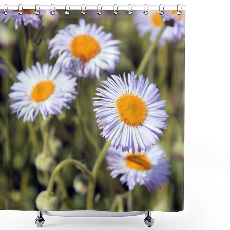 Personality  Closeup Of Daisy Fleabane, Summer Blooming Flowers Shower Curtains