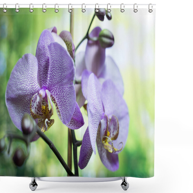 Personality  Streaked Orchid Flowers. Beautiful Orchid Flowers. Orchids, Purple. Beautiful Purple Orchid Flower Tree With Sunset Tone. Colorful Green Summer Background Shower Curtains