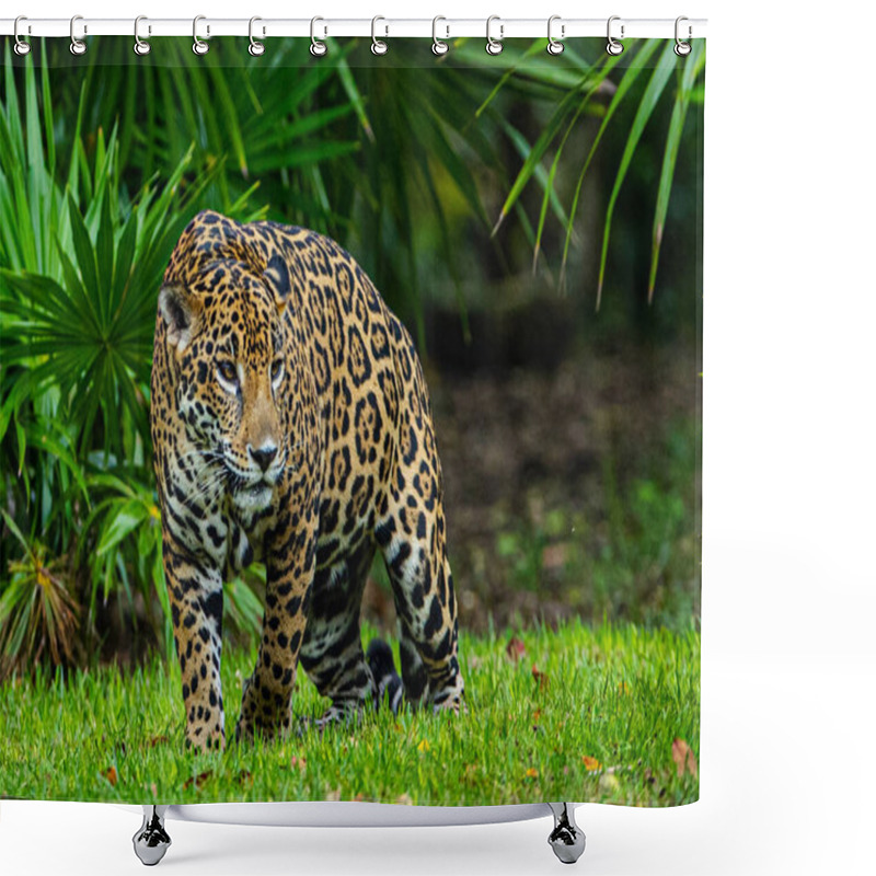 Personality  A Jaguar Seen Resting In Their Habitat Inside The Xcaret Park Zoo Shower Curtains