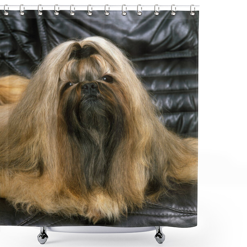 Personality  Shi Tzu Dog Laying On Leather Sofa   Shower Curtains