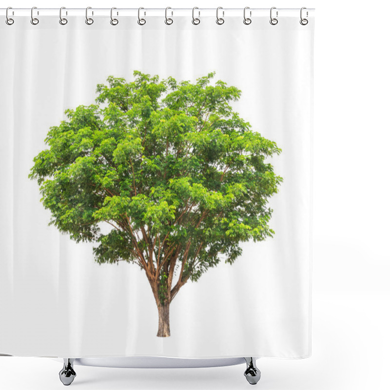 Personality  Rain Tree (Albizia Saman), Tropical Tree In The Northeast Of Tha Shower Curtains