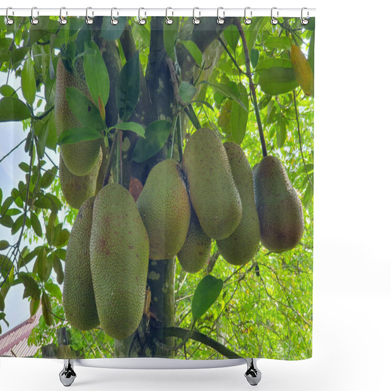 Personality  Cempedak, Artocarpus Integer, Exotic Fruit Similar To Jackfruit, Hanging On Tree Shower Curtains