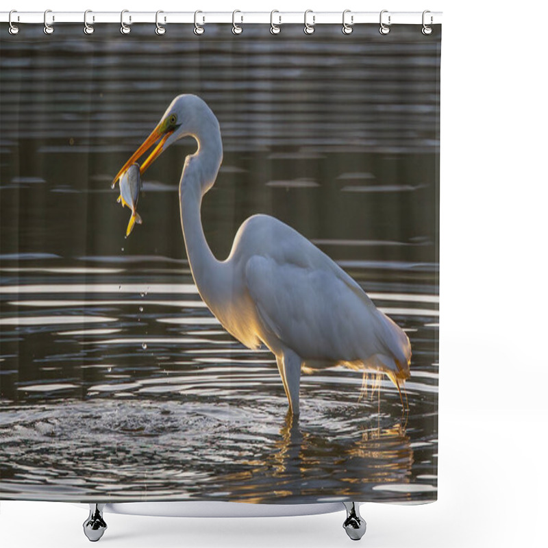 Personality  Great Egret With Catching A Fish At Wetland Sabah, Malaysia Shower Curtains