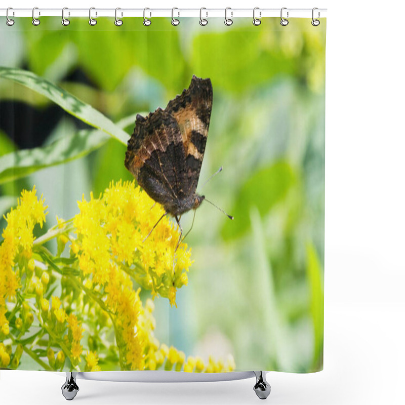 Personality  Flower Of Solidago Commonly Called Goldenrods Comes From North America Including Mexico Native To South America And Eurasia Butterfly Vanessa Atalanta The Red Admiral Or Previously The Red Admirable Shower Curtains