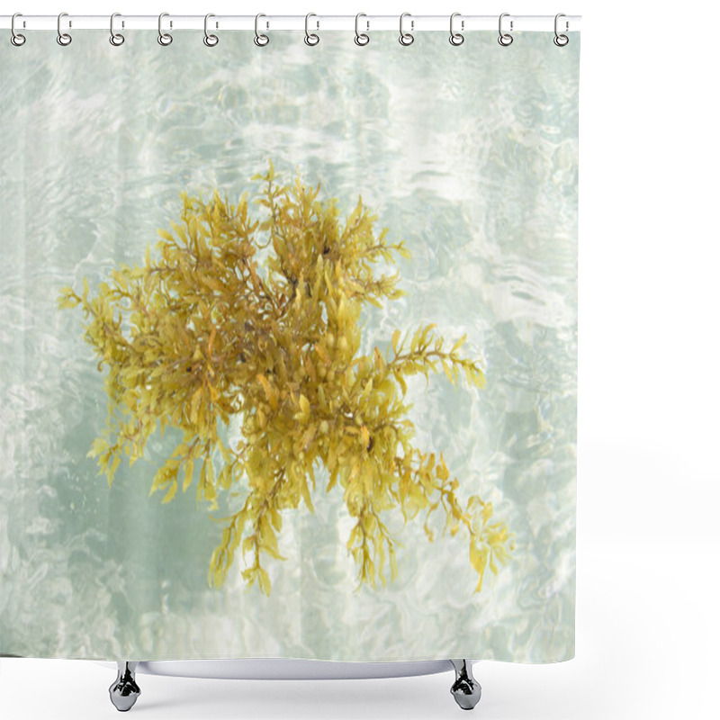 Personality  Sargassum Seaweed Floating In Shallow Sea Shower Curtains