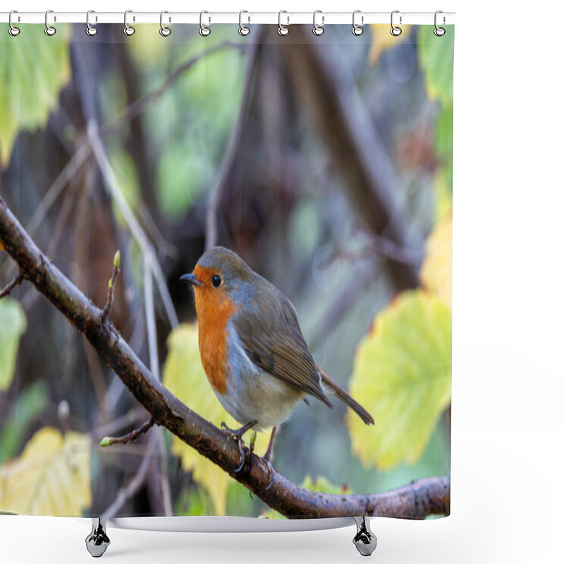 Personality  A European Robin, A Small Insectivorous Bird, Perched In The National Botanic Gardens, Dublin, Ireland. Shower Curtains