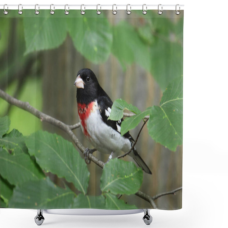 Personality  Rose-breasted Grosbeak (male) (pheucticus Ludovicianus) Shower Curtains