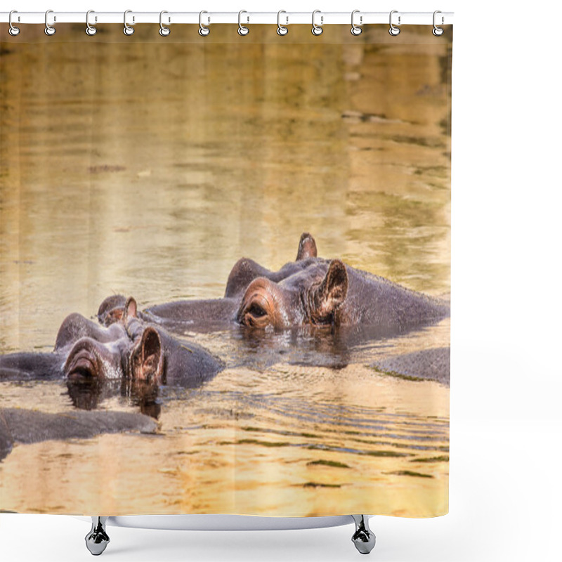 Personality  African Hippo In Their Natural Habitat. Kenya. Africa. Shower Curtains