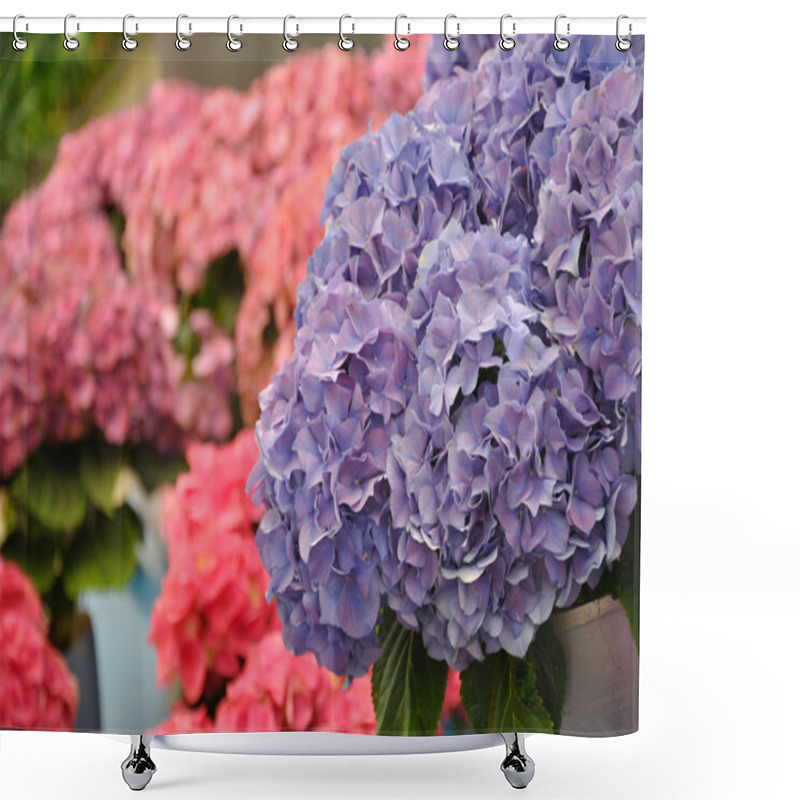 Personality  Blue Hydrangea Bodensee Blossing In Keukenhof Park In Holland Shower Curtains