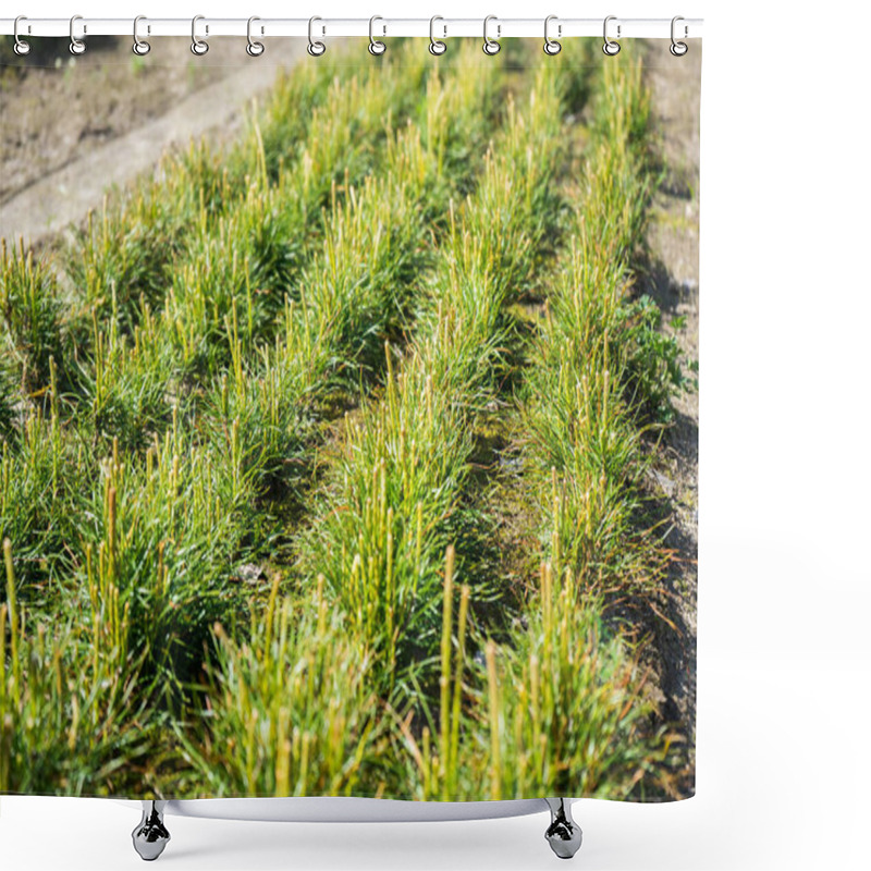 Personality  Pine Seedlings In A Tree Nursery In The Forest. Growing Coniferous Trees  Shower Curtains