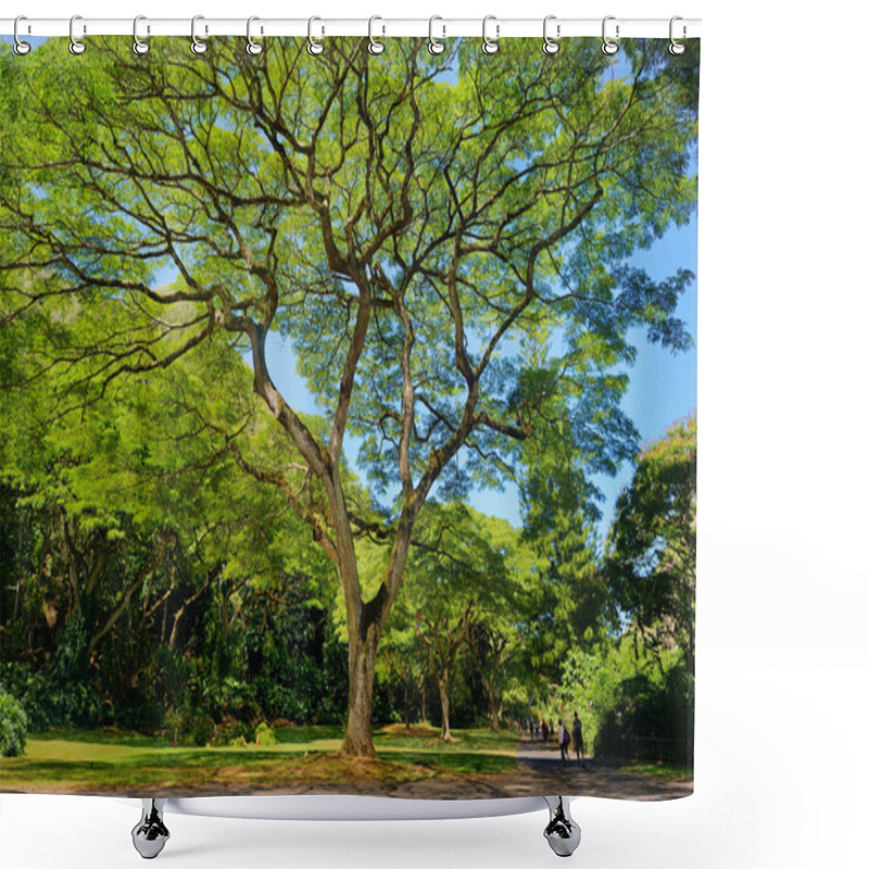 Personality  Beautiful Tropical Tree Shower Curtains