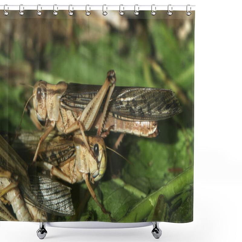 Personality  Desert Locust (Schistocerca Gregaria). Shower Curtains