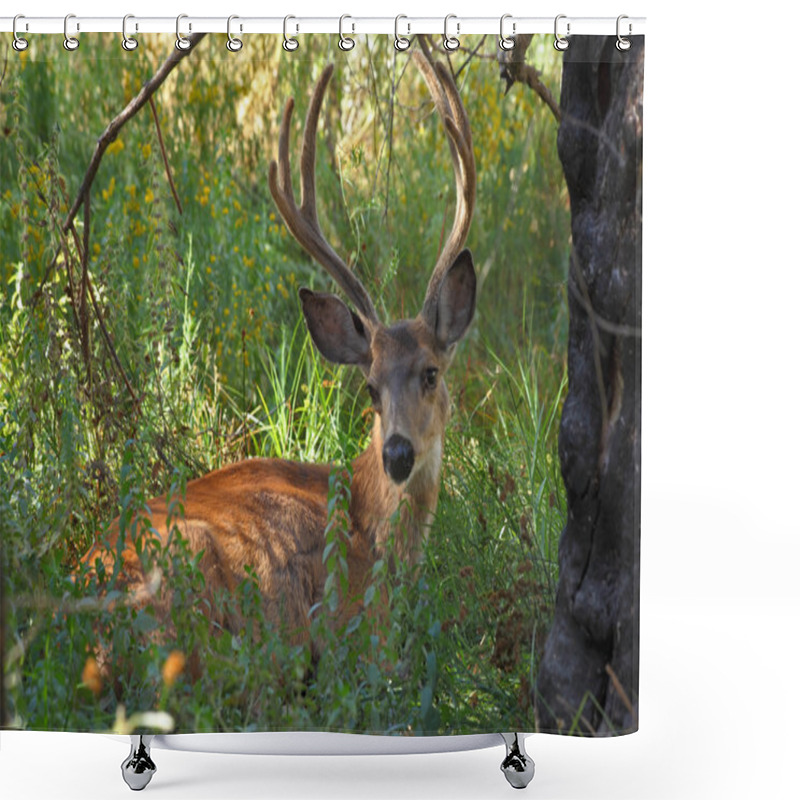 Personality  Deer In Park Shower Curtains