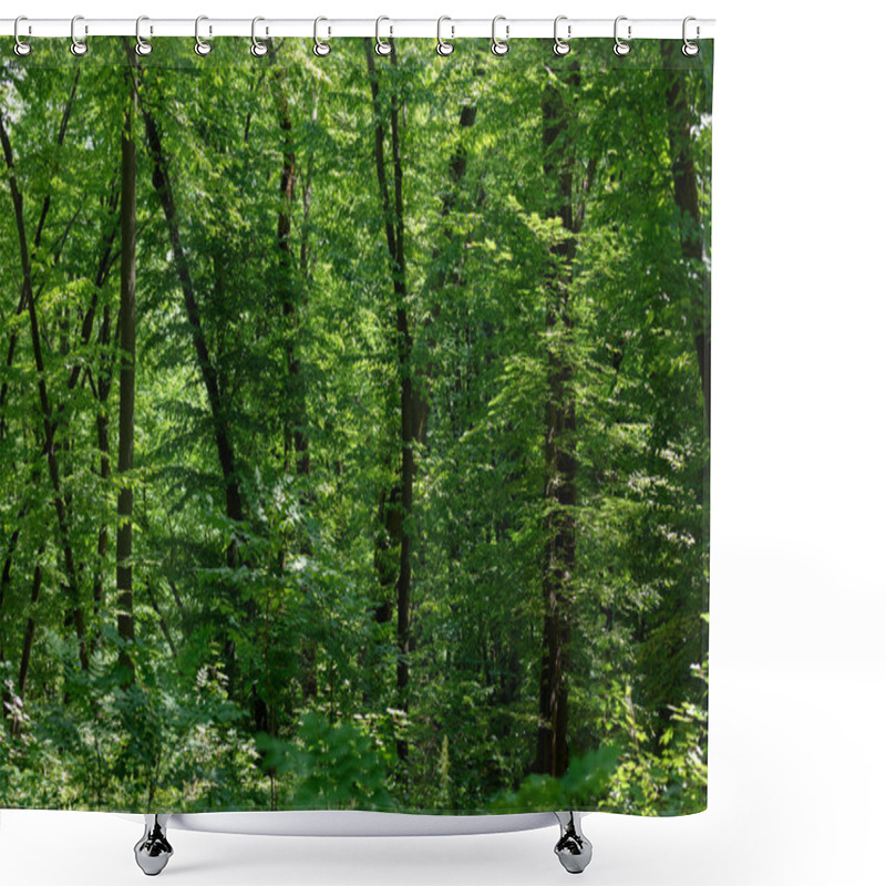 Personality  Scenic View Of Green Tress With Sunlight In Forest  Shower Curtains