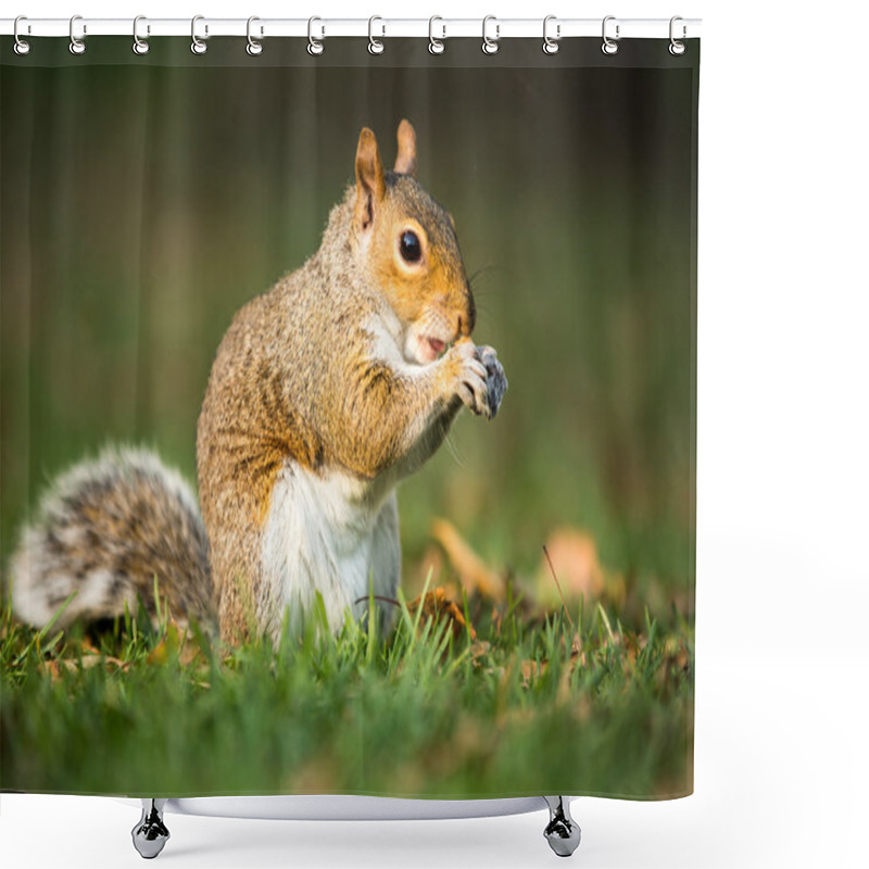 Personality  Eastern Grey Squirrel (Sciurus Carolinensis) Shower Curtains