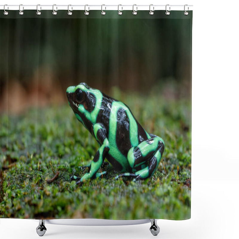 Personality  Green-and-black Poison Dart Frog (Dendrobates Auratus), Also Known As The Green-and-black Poison Arrow Frog And Green Poison Frog Walking In The Rainforest Near Sarapiqui In Costa Rica Shower Curtains