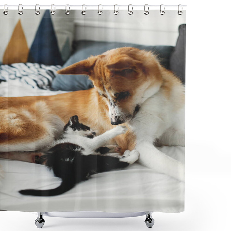 Personality  Cute Little Kitty Sitting On Big Golden Dog On Bed With Pillows In Stylish Room. Adorable Puppy Looking At Black And White Kitten With Funny Emotions Playing Together On Blanket. Best Friends Shower Curtains