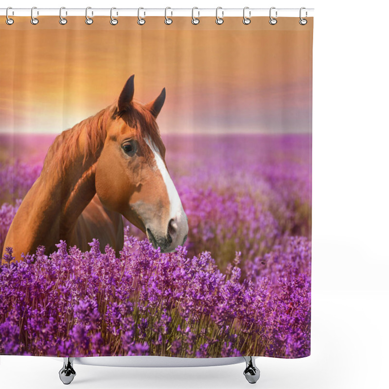 Personality  Beautiful Chestnut Horse In Lavender Field At Sunset Shower Curtains