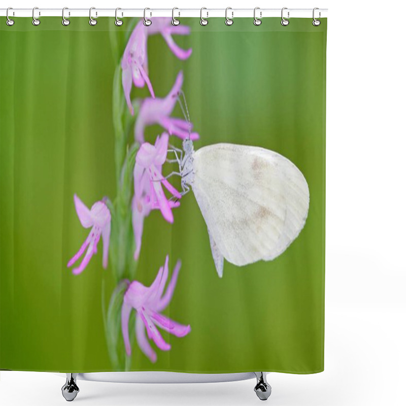 Personality  Neottianthe Cucullata, Hoodshaped Orchid, Pink Flower In Nature With Butterfly. Flowering European Terrestrial Wild Orchid In Nature Habitat With Clear Background. Bloom In The Dark Wood, Poland Shower Curtains