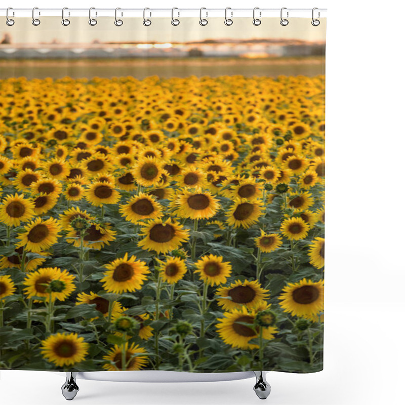 Personality  Sunflowers Field Near Arles  In Provence, France. Shower Curtains