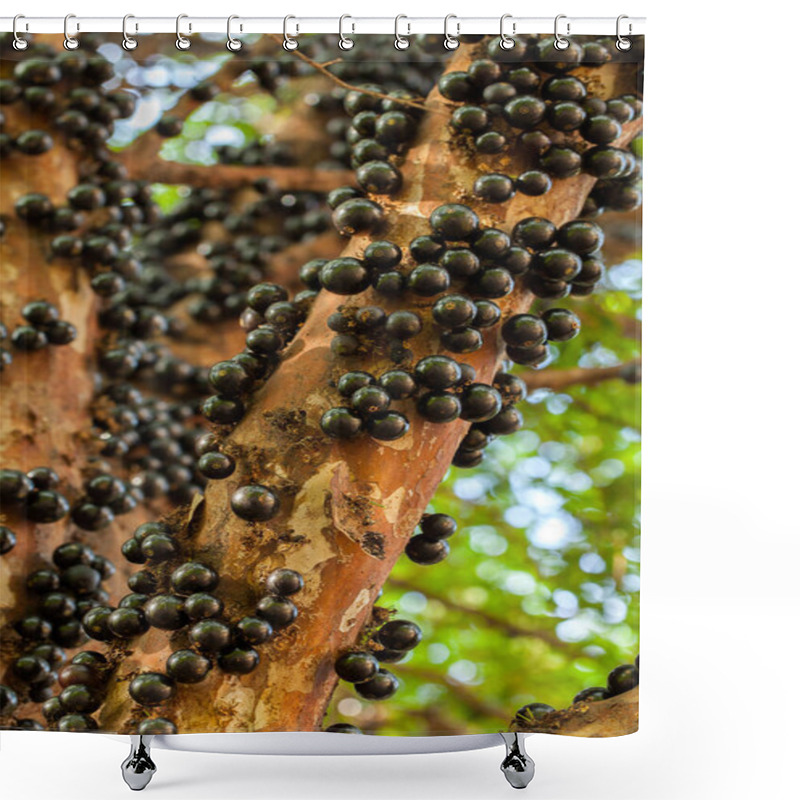 Personality  Jaboticaba Brazilian Tree With A Lot Of Full-blown Fruits On Trunk Shower Curtains