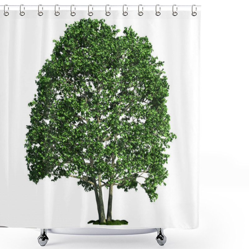 Personality  Isolated Tree On White, Alder (Alnus) Shower Curtains