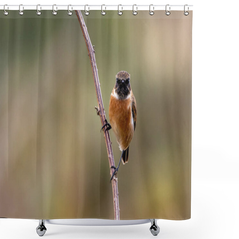 Personality  Stonechat Spotted On Bull Island, Dublin. Insect-eating Bird Found In Open Grasslands And Coastal Habitats. Shower Curtains